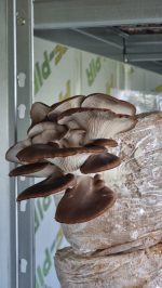 Pilkšvoji kreivabudė rinkinys auginimui