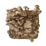 Shiitake rinkinys auginimui