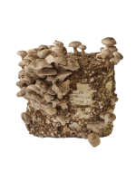 Shiitake rinkinys auginimui