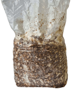 Shiitake rinkinys auginimui